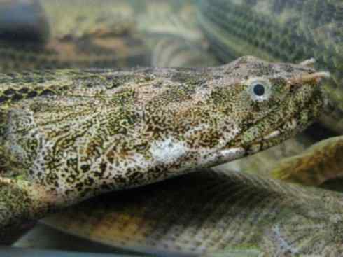 鱼类活化石:多鳍鱼 鱼类活化石:多鳍鱼