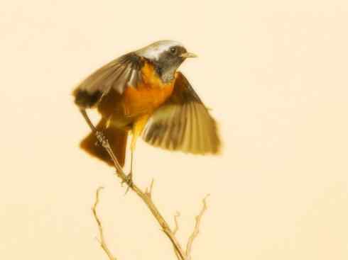 家禽驯化之源之二十七