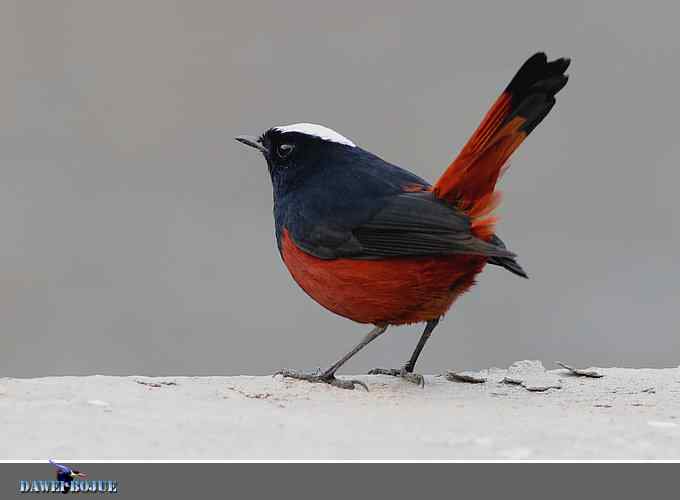 戴贝雷帽の白顶溪鸲