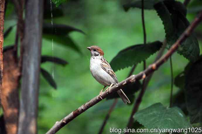 讲卫生的小麻雀（纪实版）