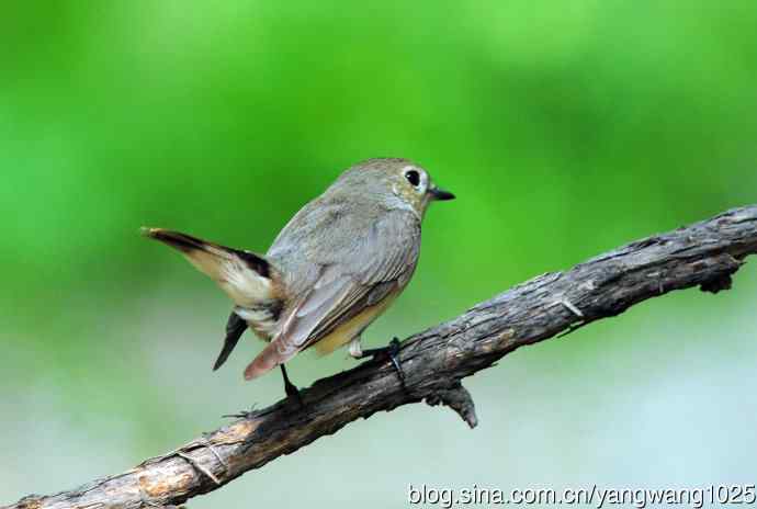 雌性红喉姬鹟（3）