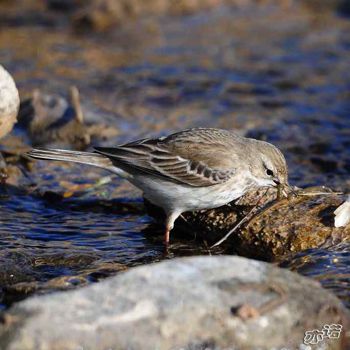 白河峡谷 wbr路 wbr水鹨 白河峡谷 wbr路 wbr水鹨
