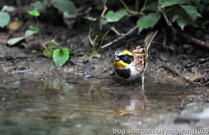 雄性黄喉鹀（4）