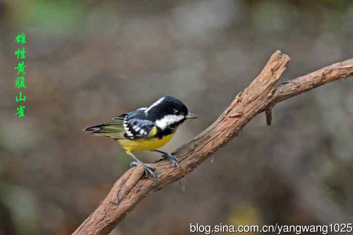 杂片(黄腹山雀、暗绿绣眼鸟、雌性红胁蓝尾鸲、黄腰柳莺) 杂片(黄腹山雀、暗绿绣眼鸟、雌性红胁蓝尾鸲、黄腰柳莺)