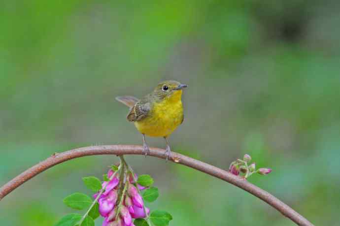 雌性绿背姬鶲（11）