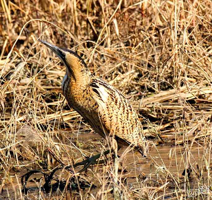 圆明园&nbsp;wbr路&nbsp;wbr大麻鳽
