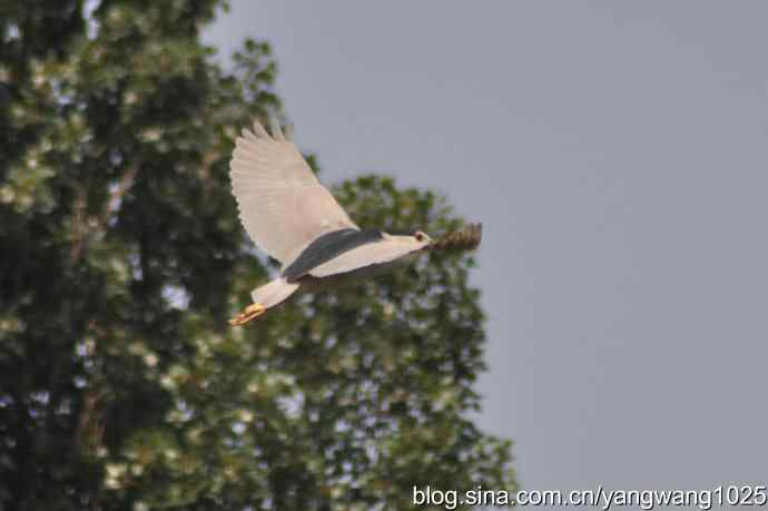 飞（夜鹭） wbr1