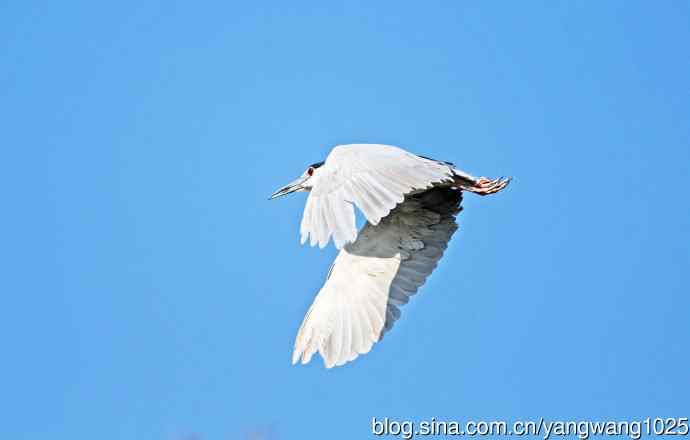 夜鹭（库存片）