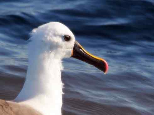 猎奇：奇特的鸟喙之七