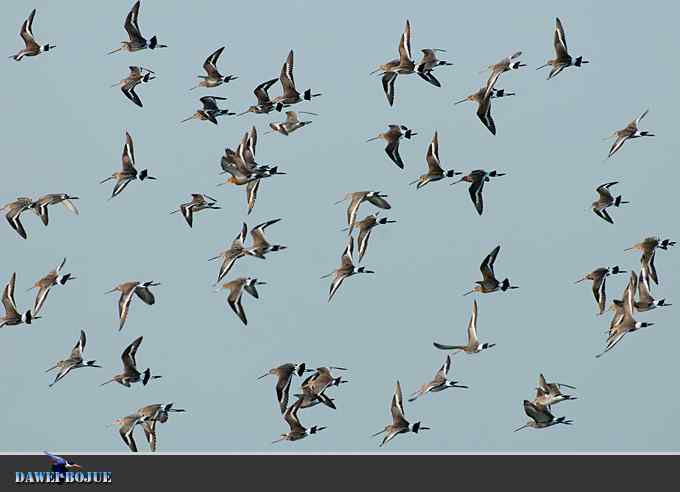 迁徙的鸟：群飞的黑尾塍鹬