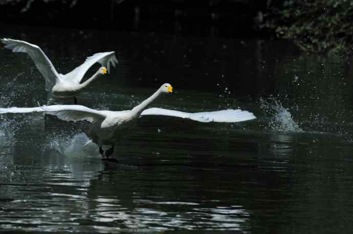 飞（白天鹅） wbr1