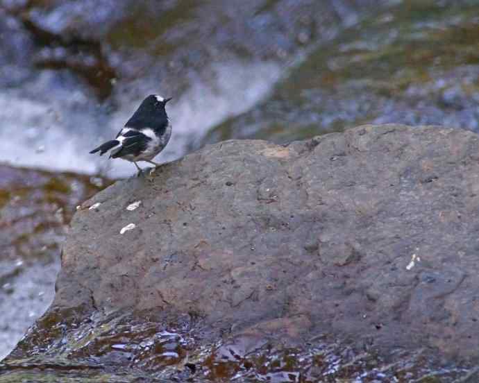 小燕尾（新品）