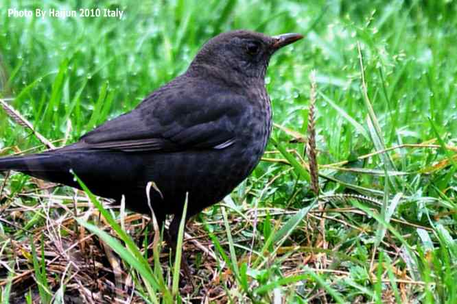 【亚平宁半岛之旅 wbr. wbr鸟鸟猎摄】