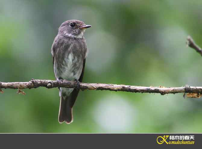 迁徙前哨鈥斺斘邡O【照片】