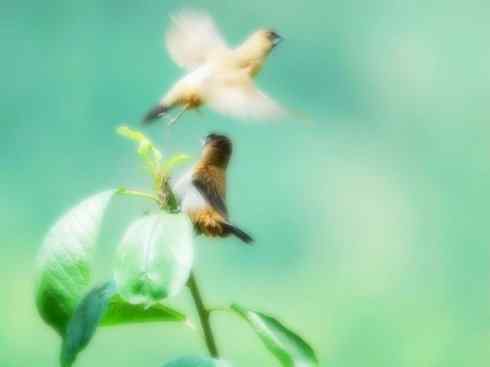 家禽驯化之源之十七