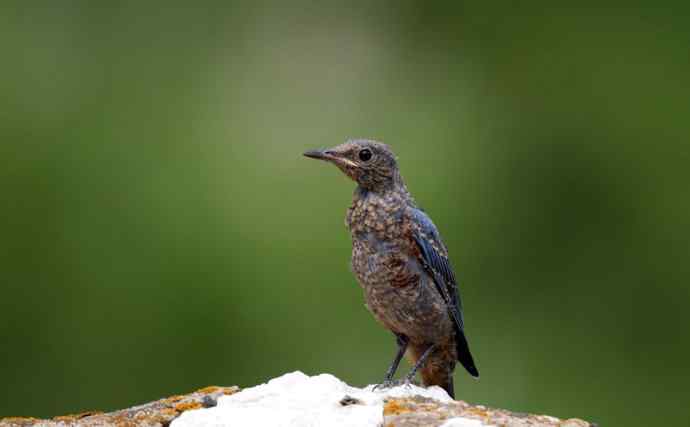 蓝矶鸫少年，父爱如山！