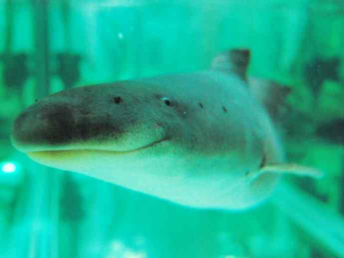 鱼类活化石：裸臀鱼