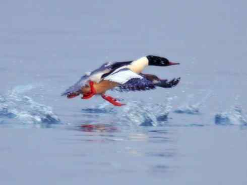 雁鸭之最之七（冠麻鸭、秋沙鸭、鹊鸭）