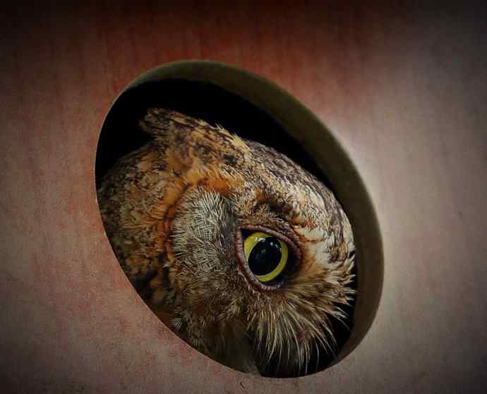 猫头鹰妈妈育雏