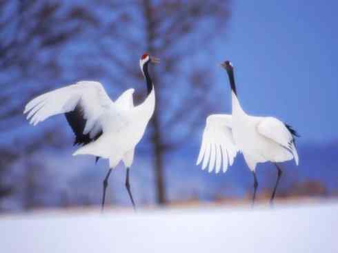 自然奇观：动物大迁徙(鹤类)