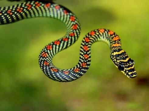 龙:传说的兽原型探秘(树蛇类) 龙:传说的兽原型探秘(树蛇类)