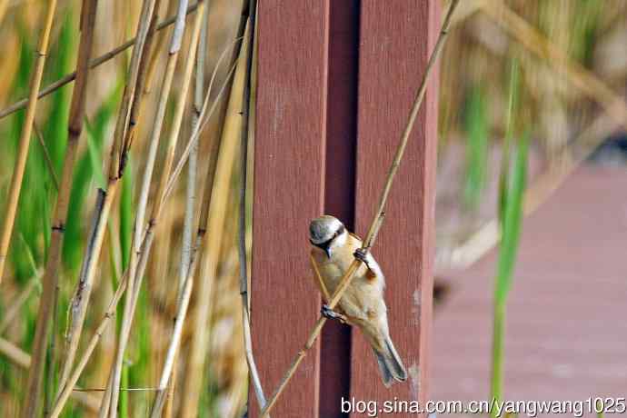 中华攀雀(记录版) 中华攀雀(记录版)