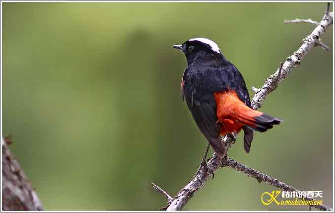 白顶溪鸲【照片】