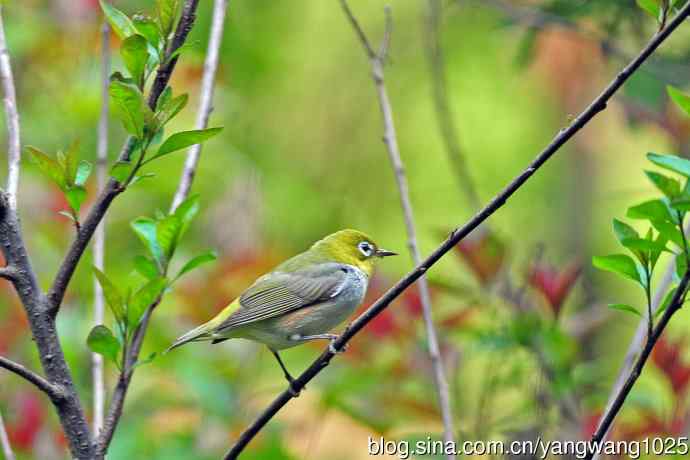 红胁绣眼鸟(11) 红胁绣眼鸟(11)