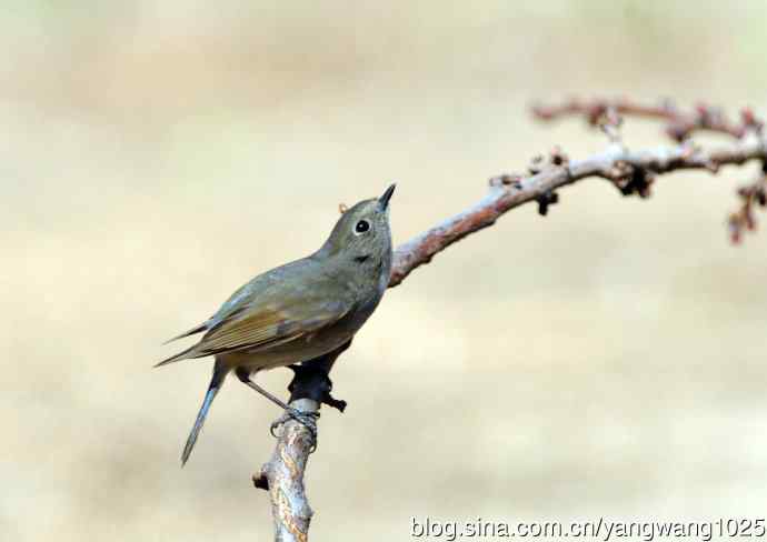 雌性红胁蓝尾鸲(39)