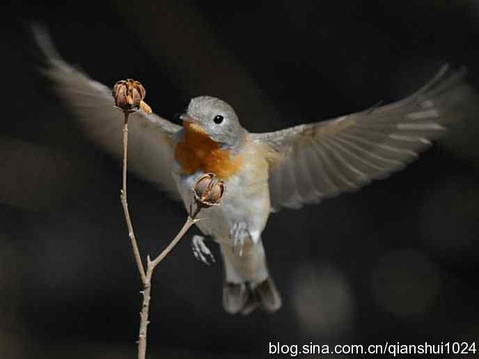 不愁吃喝的小鸟.红胸姬鹟(圆明园)