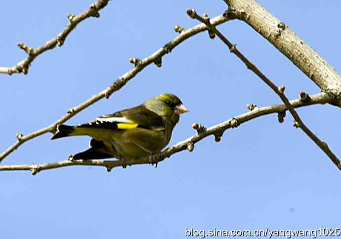 艰难(大风中的金翅鸟纪实) 艰难(大风中的金翅鸟纪实)