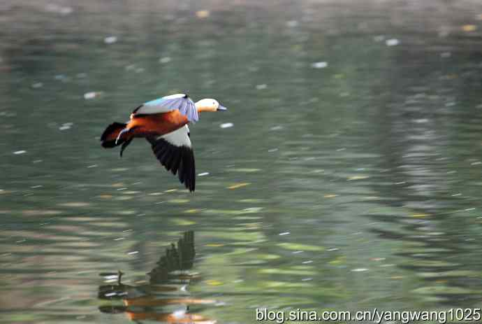 轻雾中的赤麻鸭