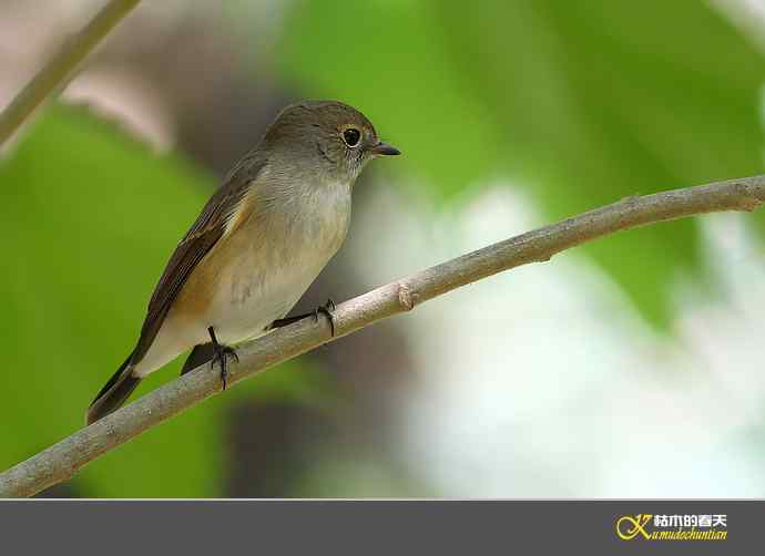 红喉[姬]鹟【照片】