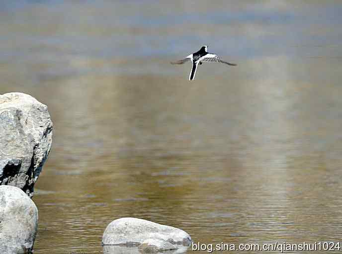 生境鸟片.风景独好