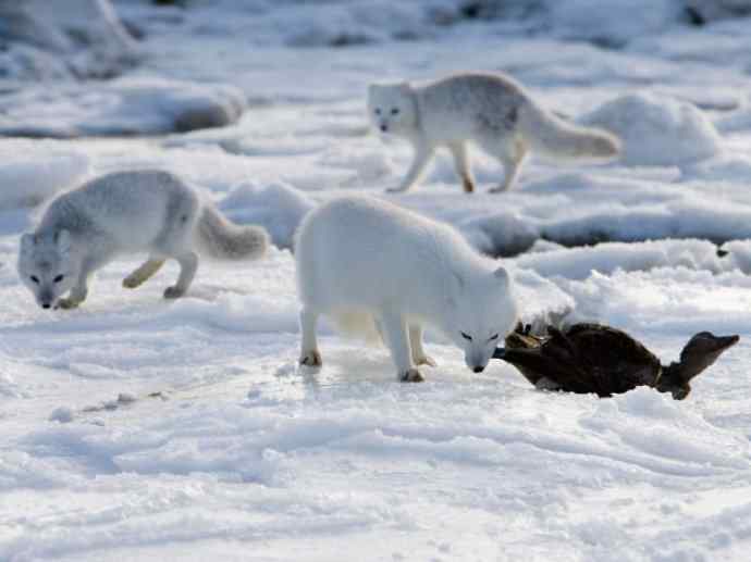 犬科：狐亚科之北极狐（雪鸮、雷鸟）