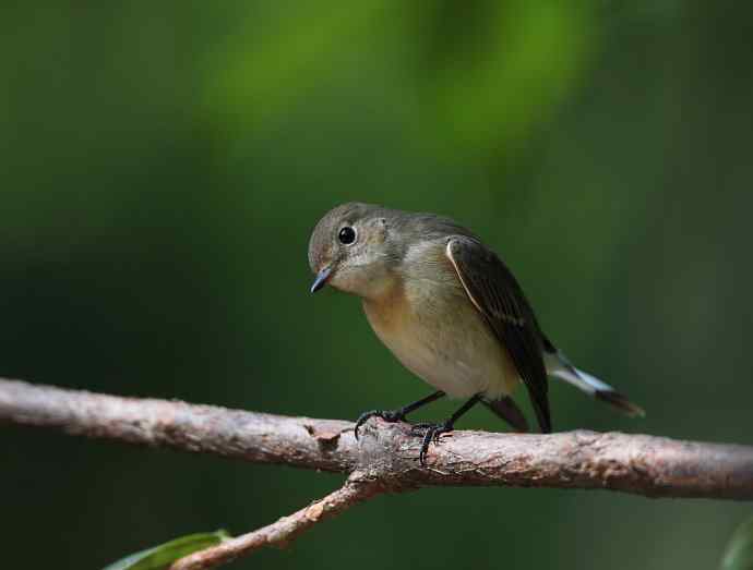 虎斑地鸫夜色中现身 wbr神坛威名依旧