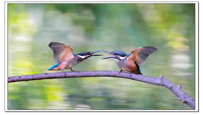 两只小翠玩的爽