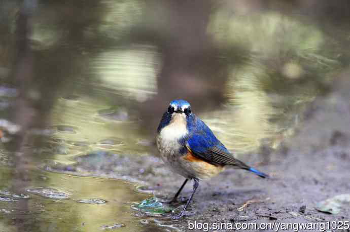 雄性红胁蓝尾鸲（17）