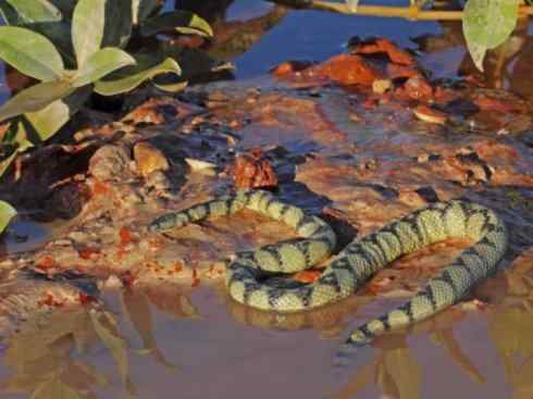龙：传说的兽原型探秘（海蛇类）