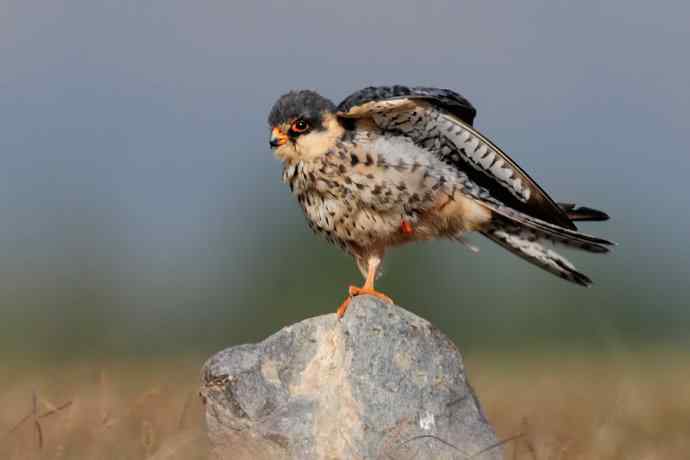 阿穆尔隼:野鸭湖黎明观猛* 阿穆尔隼:野鸭湖黎明观猛*