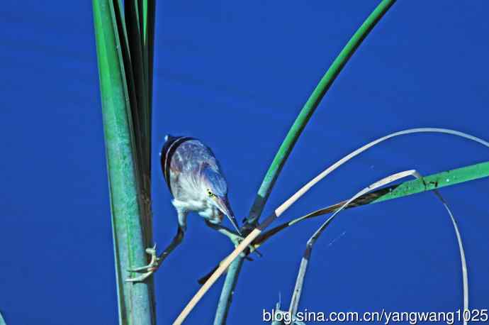 捕鱼的黄苇鳽（记实）5