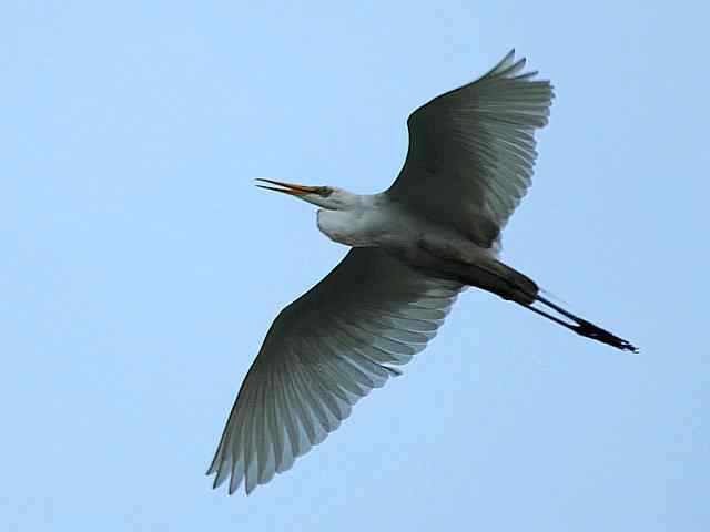 东方之莺鈥斺斀渑慕械降