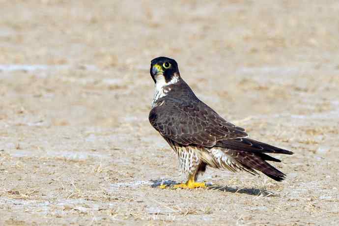 落地版游隼（摄于野鸭湖）