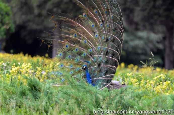 蓝孔雀(开屏) 蓝孔雀(开屏)