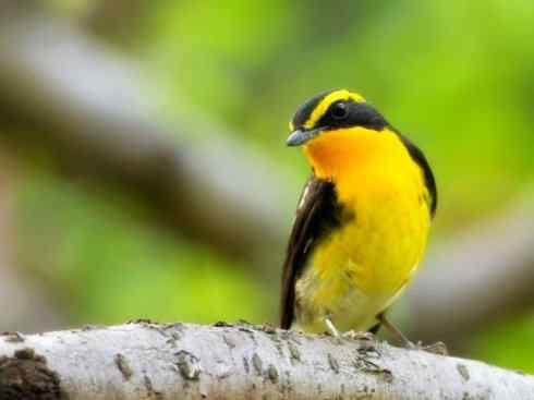 美丽无罪：雀鸟之姬鹟