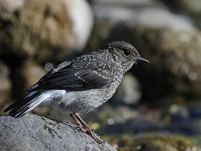 十渡有鸟初长成 wbr. wbr养在溪边人尽识