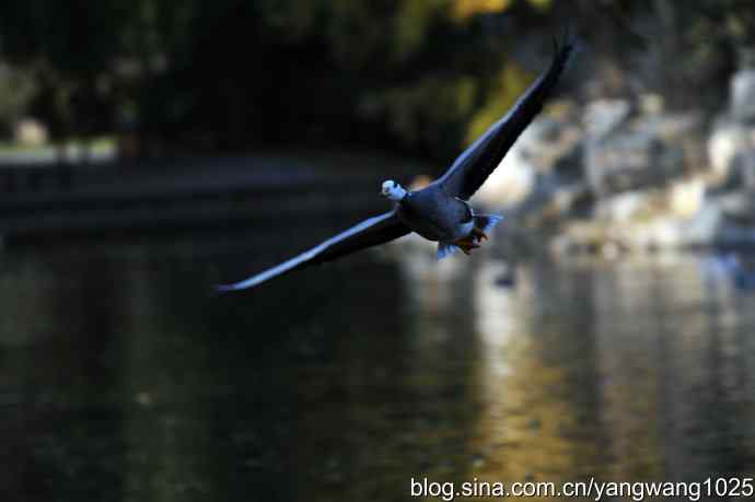 鸳鸯、斑头雁（抓拍）