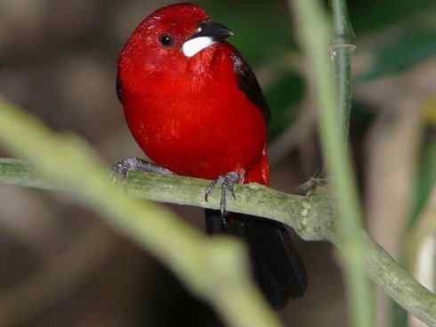 极品红色鸟类：巴西仲嘴雀