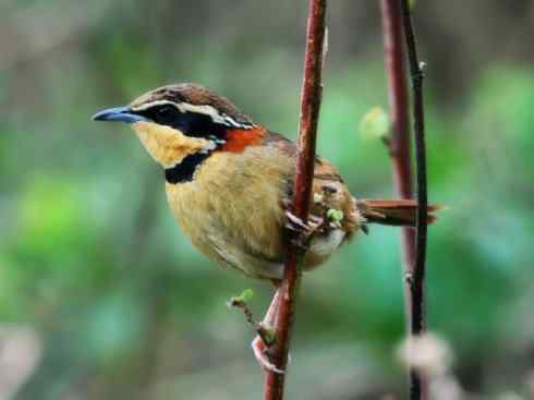 美丽无罪：雀鸟之欣赏2