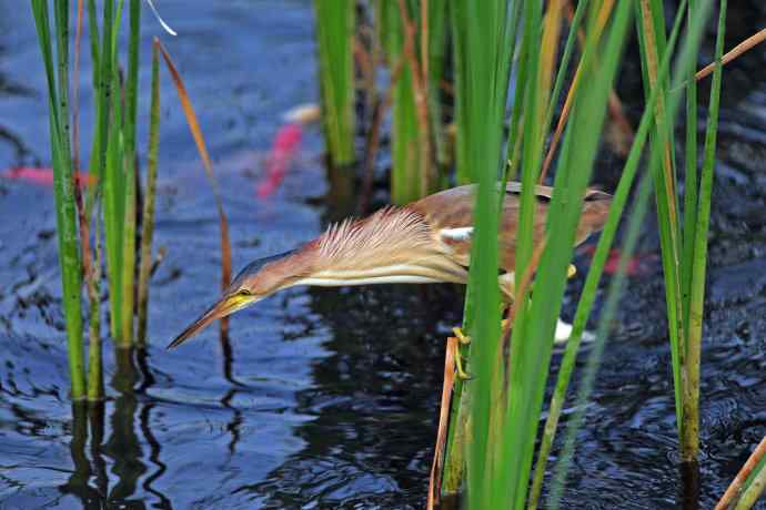 捕鱼的黄苇鳽（2）